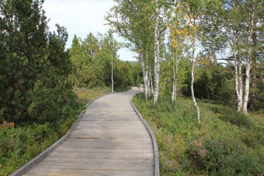 Ormandaki tahta patika.