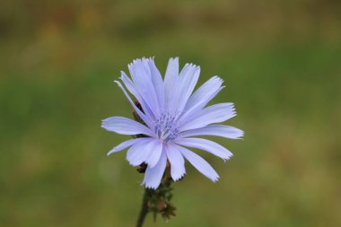 Bahçedeki güzel çiçek