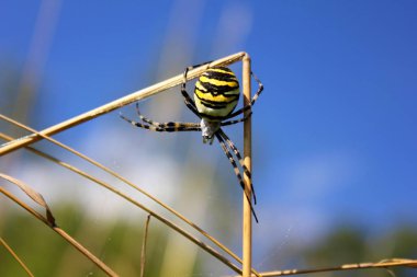 Haçlılar çizgili, Argiope bruennichi, Akdeniz bölgesindeki subtropikal zehirli örümceğin yerlisidir.
