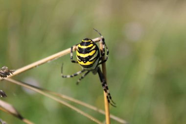 Haçlılar çizgili, Argiope bruennichi, Akdeniz bölgesindeki subtropikal zehirli örümceğin yerlisidir.