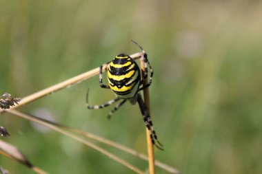 Haçlılar çizgili, Argiope bruennichi, Akdeniz bölgesindeki subtropikal zehirli örümceğin yerlisidir.