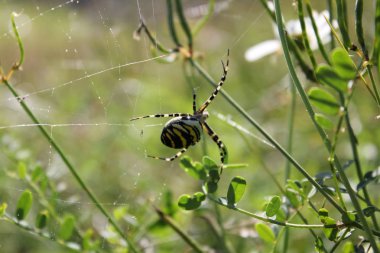 Haçlılar çizgili, Argiope bruennichi, Akdeniz bölgesindeki subtropikal zehirli örümceğin yerlisidir.