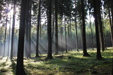 Ormanda sis var, sabah vakti.