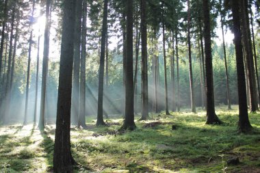 Ormanda sis var, sabah vakti.