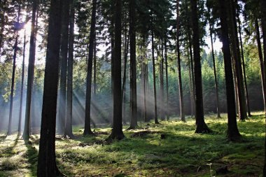 Ormanda sis var, sabah vakti.