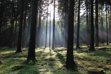 Ormanda sis var, sabah vakti.