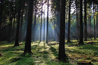 Ormanda güneş ışığı olan ağaçlar