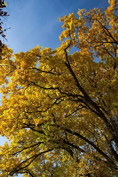 Colorful Trees Autumnal Park — Stockfoto