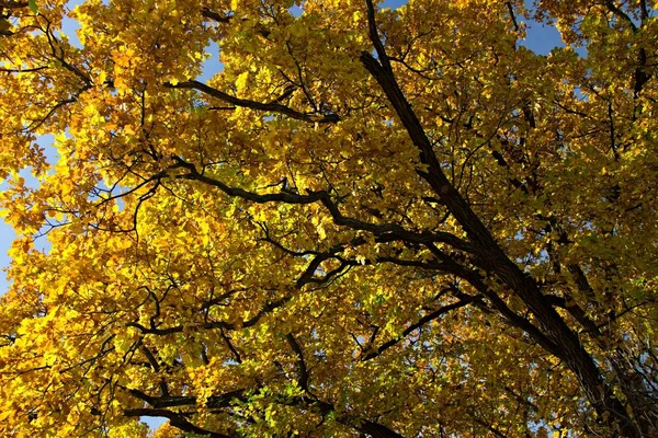 Colorful Trees Autumnal Park — Stockfoto