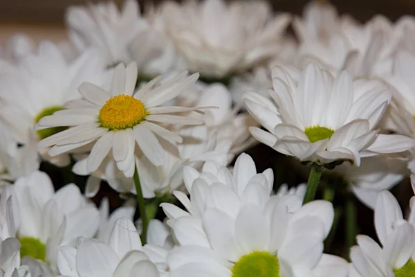 Белые Маргариты Крупный План Букета Ромашковых Цветов — стоковое фото