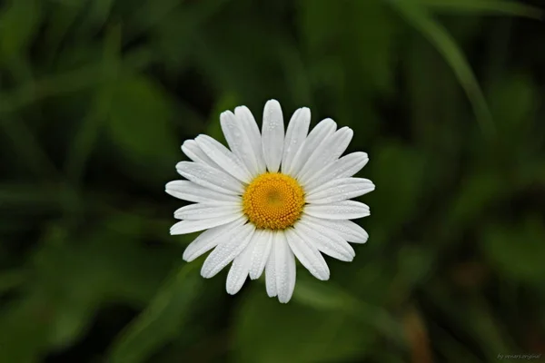 Білий Маргарит Квітка Розмитому Фоні — стокове фото