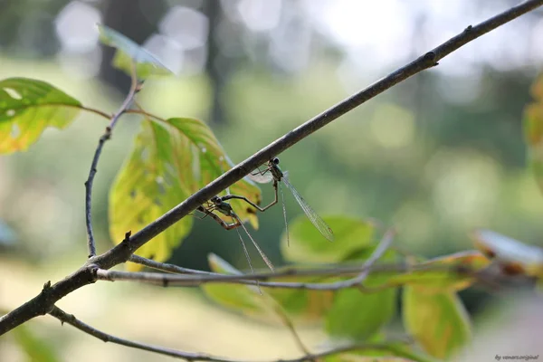 Dragón Vuela Sentado Una Pequeña Rama Con Hojas Verdes — Foto de Stock