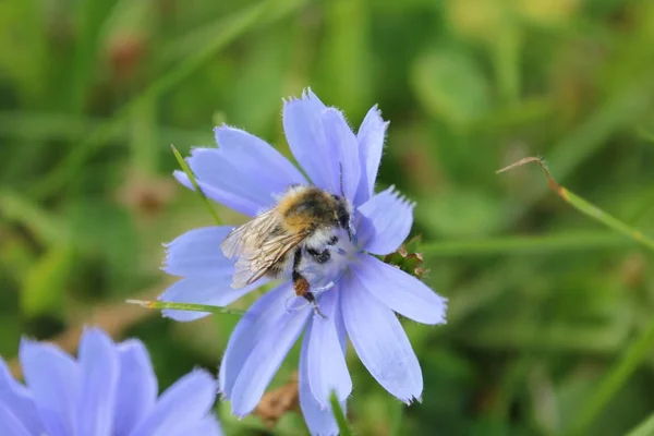 Purple Blue Flower Bee — стоковое фото