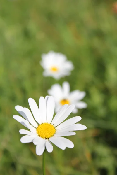 White Marguerite Closeup Daisy Flower Blurred Background — Fotografia de Stock