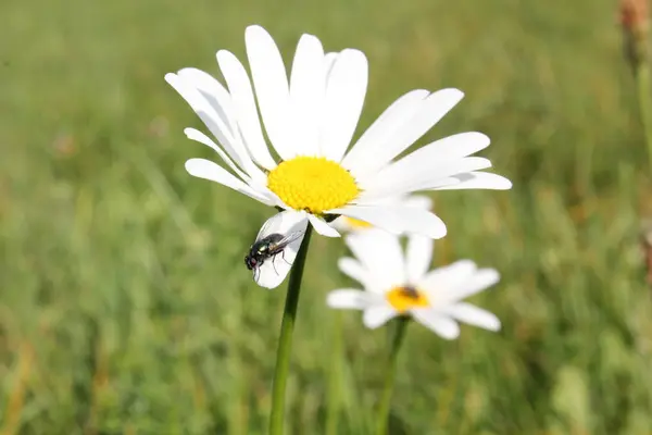 Branco Marguerite Fechar Flor Margarida Sobre Fundo Borrado — Fotografia de Stock