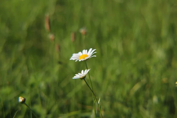 White Marguerites Closeup Daisy Flowers Green Field — Fotografia de Stock