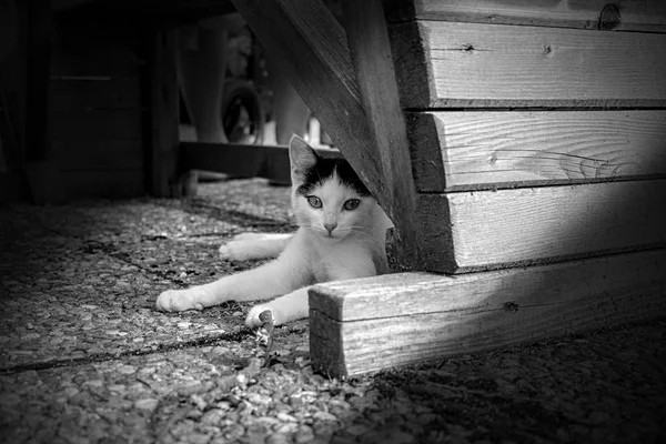 Kočka Sedící Ulici — Stock fotografie