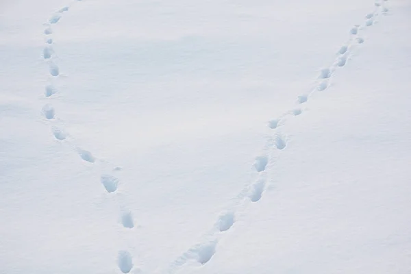 Animal tracks in the snow.