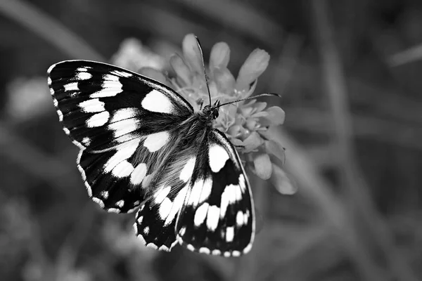 Papillon Noir Blanc Sur Une Fleur — Photo