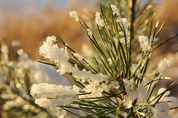 Frozen Tree Branch Nature Winter Spring Background — Stockfoto
