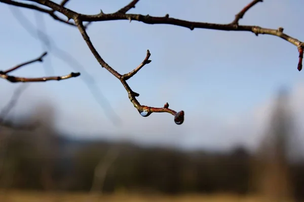 Closeup Tree Branch Water Drop Blurred Background — Fotografia de Stock