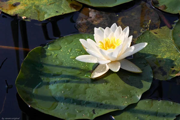 White Nymphaea is a aquatic plant of the water lily, It is a perennial, ornamental, endangered aquatic herb.