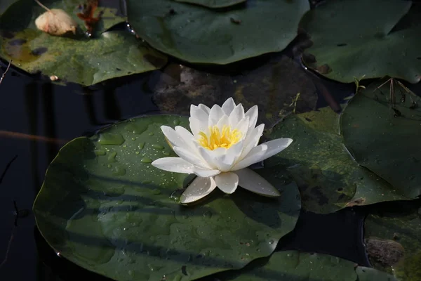 White Nymphaea is a aquatic plant of the water lily, It is a perennial, ornamental, endangered aquatic herb.