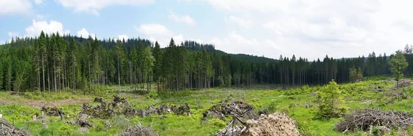 Krásná Krajina Lesem — Stock fotografie