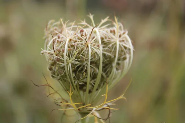 Primer Plano Una Planta Jardín — Foto de Stock