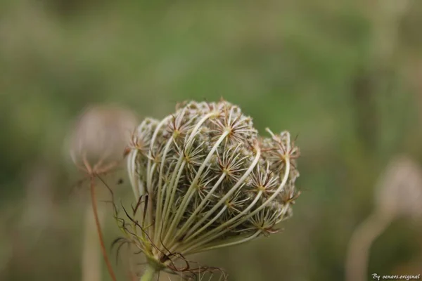 Primer Plano Una Planta Jardín — Foto de Stock