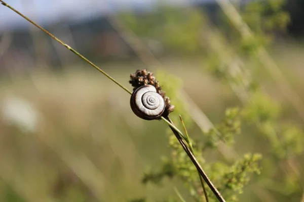 Close Snail Grass — Zdjęcie stockowe