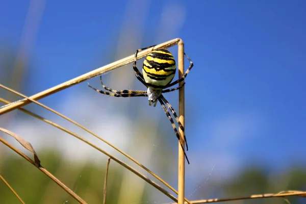 Crusader Striped Argiope Bruennichi Native Subtropical Poisonous Spider Mediterranean Region — Stockfoto
