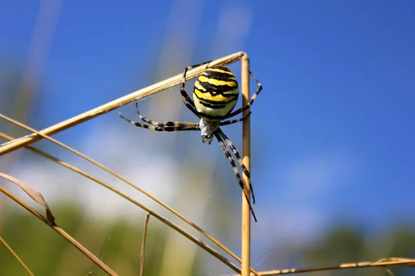 Keresztes Lovag Csíkos Argiope Bruennichi Őshonos Szubtrópusi Mérgező Pók Mediterrán — Stock Fotó