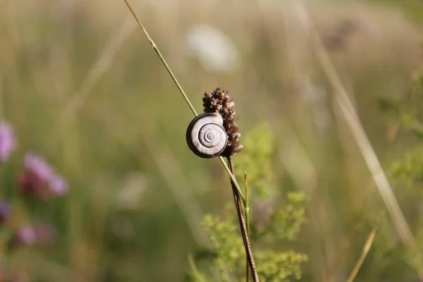 Close Snail Grass — Φωτογραφία Αρχείου