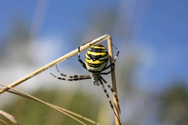 Crusader Striped Argiope Bruennichi Native Subtropical Poisonous Spider Mediterranean Region — ストック写真