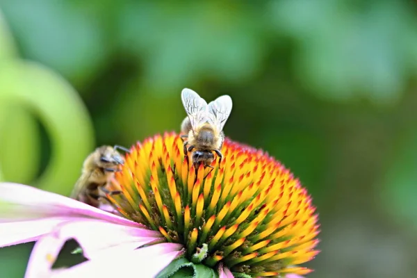 Closeup View Beautiful Bees Insects — стоковое фото