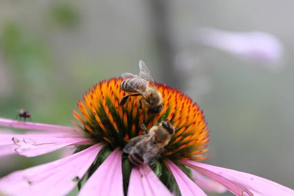 Closeup View Beautiful Bees Insects — стоковое фото