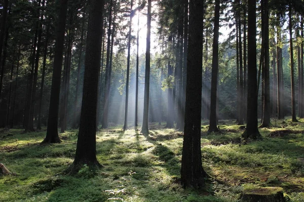 Ormanda sis var, sabah vakti.