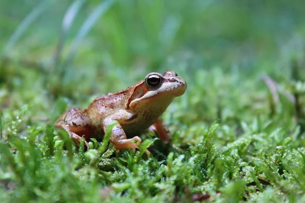 Small Frog Common Frog Closeup Shot — Stock Photo, Image