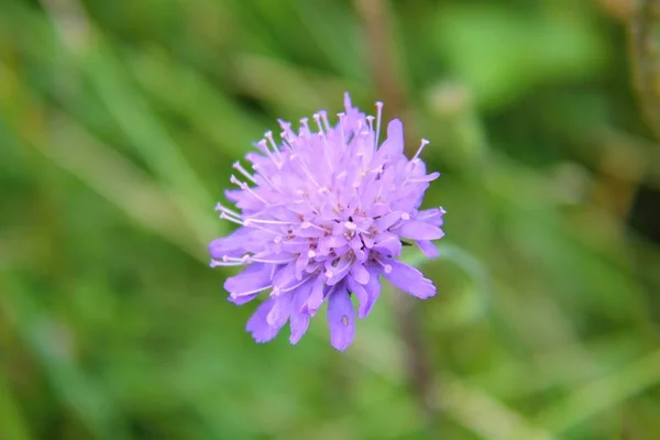 Hermosa Flor Jardín — Foto de Stock