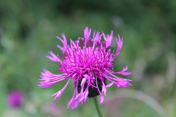 Vacker Blomma Trädgården — Stockfoto