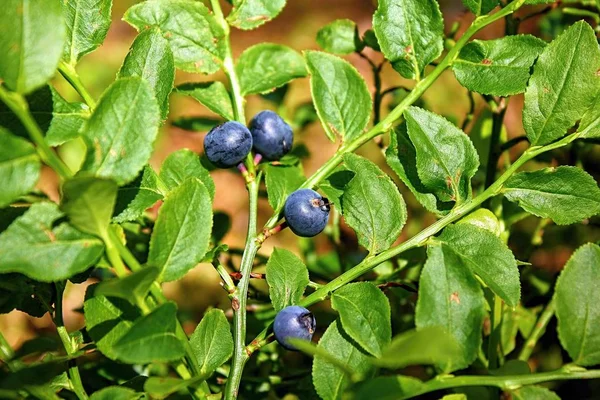 blueberries on a bush in the garden