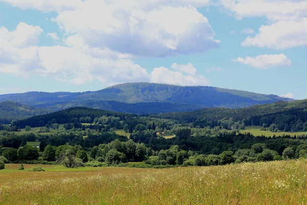 stock image Summer meadow on countryside