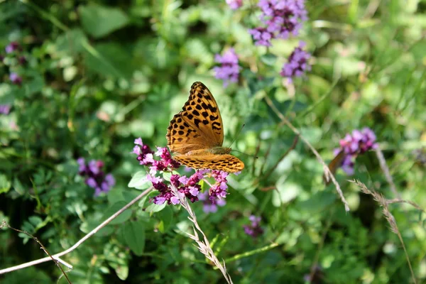 Butterfly Flower Stock Picture