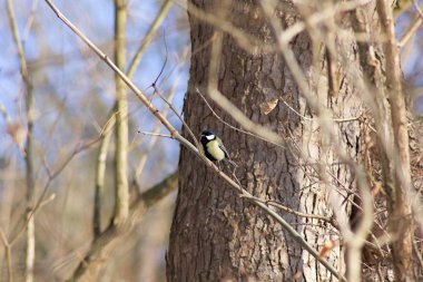bird on a branch of a tree, tit 