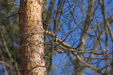 Ormandaki bir ağacın yakın çekimi.