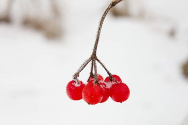 Kışın kırmızı viburnum opulus.