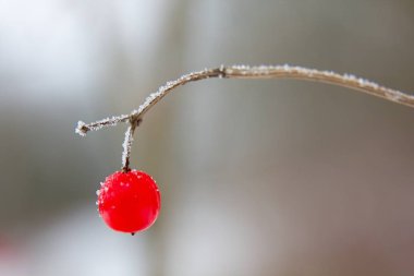Kışın kırmızı viburnum opulus.