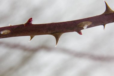 beautiful rose branch  in the garden