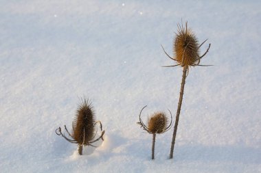 Devedikeni mızrağı. Swon 'da sirk vulgare bitkileri, yakın plan